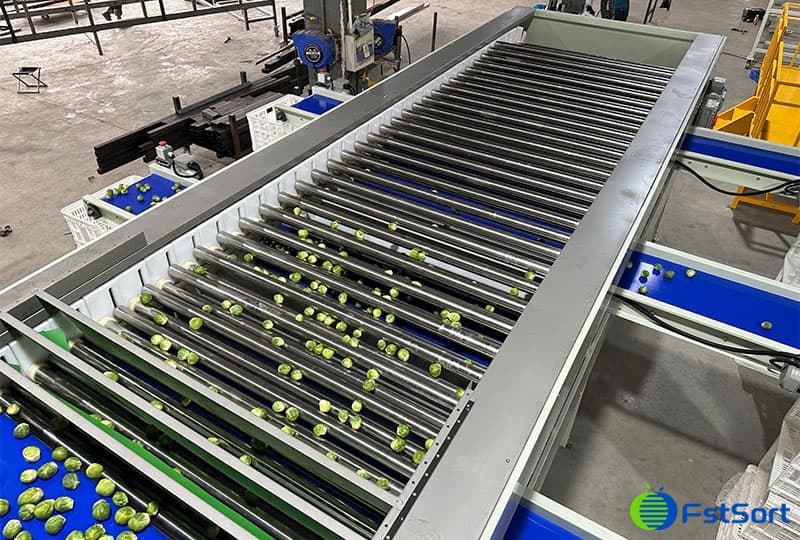 images/1692085371509Brussels sprouts sorting grading machine.jpg